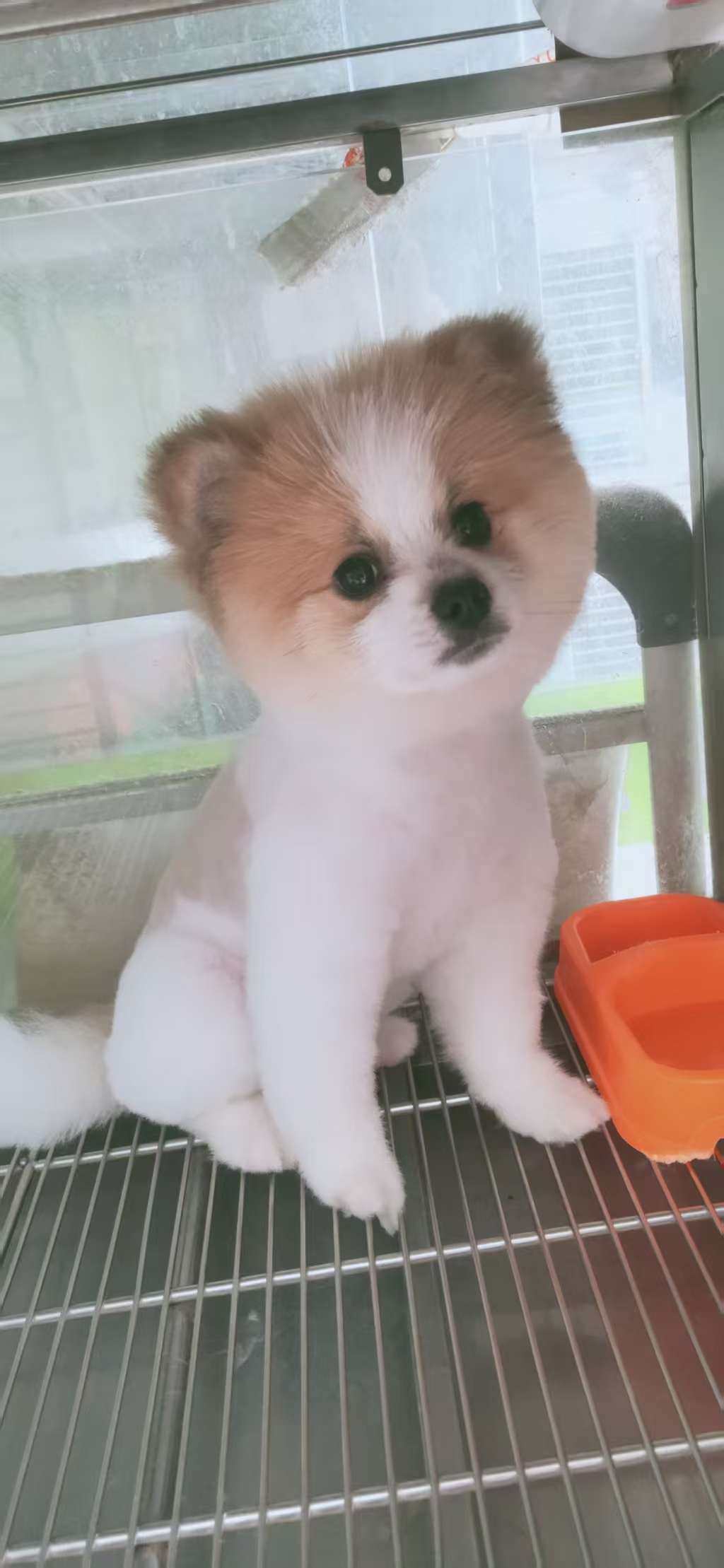 精品黄白俊介博美弟弟